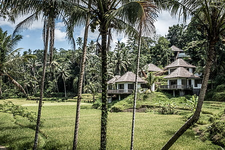 concrete house surrounded with coconut trees at daytime thumbnail