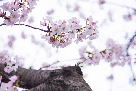 Selective Photography of Pink Petaled Flowers thumbnail