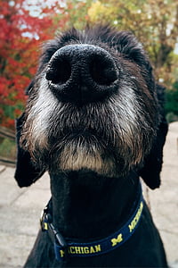 macro shot photography of blackdog thumbnail
