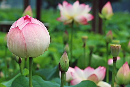 pink-and-white lotus flowers thumbnail