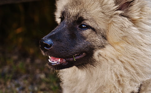 adult fawn eurasier thumbnail