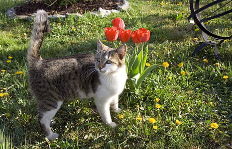 gray and white tabby cat near red tulip flowers outdoors during day thumbnail