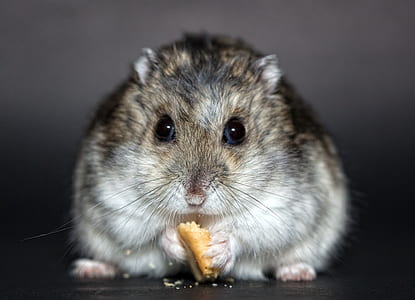 mouse eating biscuit thumbnail