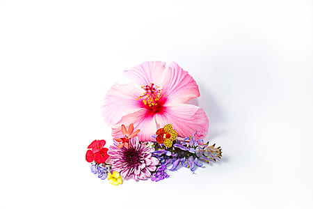 assorted flowers thumbnail