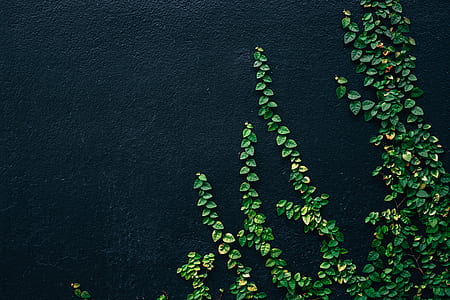 green plant thumbnail