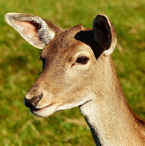 closeup photography of brown deer thumbnail