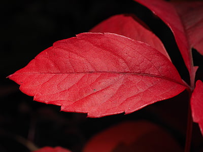 closeup photo of red leaf thumbnail
