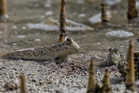 gray mud fish crawling on mud thumbnail