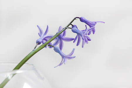 purple flowers thumbnail