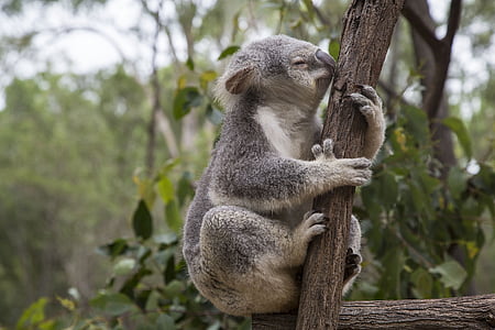 Koala on brown tree thumbnail