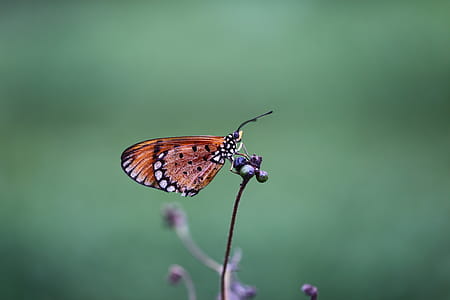 Brown and Black Shallow Focus Photography of a Butterfly thumbnail
