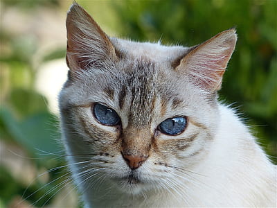 tilt shift lens photography of gray and white cat thumbnail
