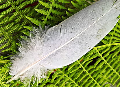 gray feather on green leaves thumbnail