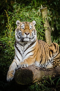 tiger lying on tree trunk thumbnail