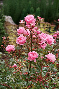 close up photography of pink rose flowers thumbnail