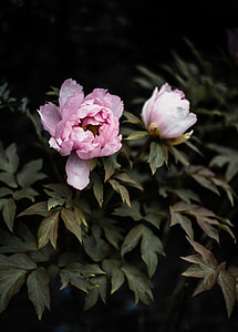 pink multi-petaled flowers in macro shot thumbnail