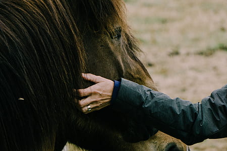person holding a horse thumbnail