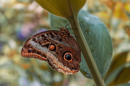 macro photography of owl butterfly on flower thumbnail