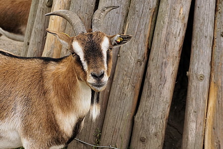 goat against wood logs thumbnail