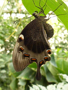 butterfly hanging on leaf thumbnail