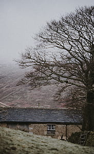 brown and grey building near brown bare tree under grey clouds thumbnail