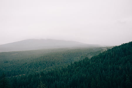 aerial photography of green trees thumbnail