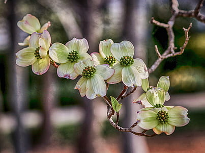 green petaled flower selective focus photography thumbnail