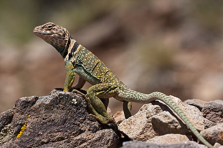 selective focus photography of green and brown anole head on boulder thumbnail