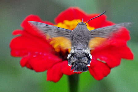 gray hummingbird moth on red flower thumbnail