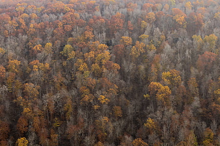 bird's eye view of jungle thumbnail