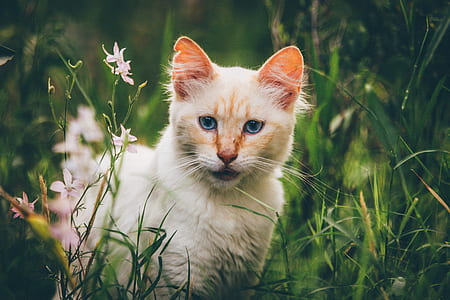 white cat in grass field thumbnail