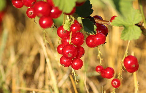 red fruits plant thumbnail