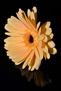 yellow flower with black background thumbnail
