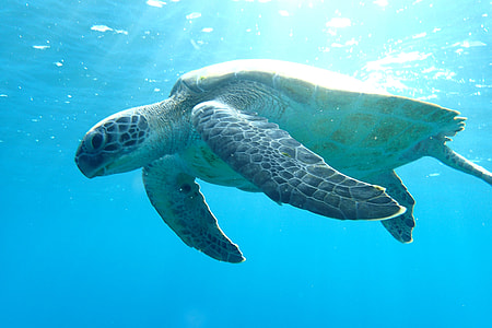 photo of a sea turtle underwater with sunlight thumbnail
