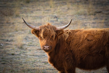 brown bison on field during daytime thumbnail