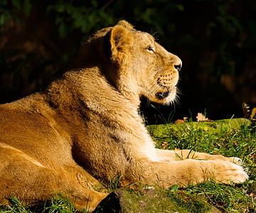 lioness on green grass lawn during daytime thumbnail