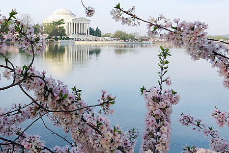Cherry Blossoms, Jefferson Memorial thumbnail