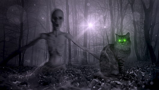gray and black cat thumbnail