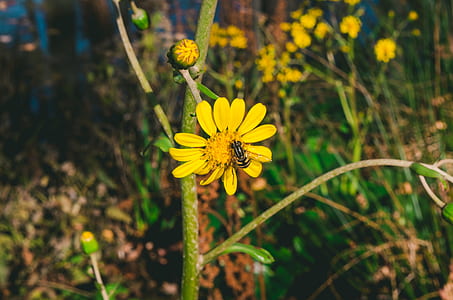 Yellow Flower With Bee thumbnail