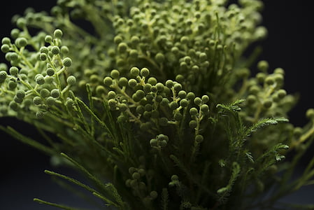 green plant bud in closeup photography thumbnail