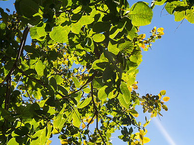 green leafed plant thumbnail