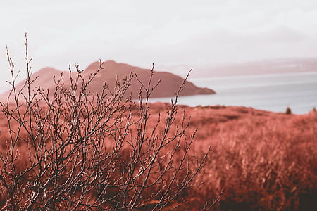 selective focus photography of leafless plant with mountains background thumbnail