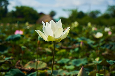 shallow focus photography of white lotus flower thumbnail