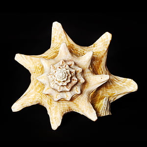 yellow seashell thumbnail