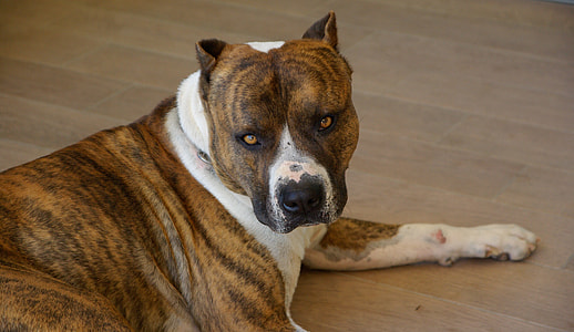 brindle and white American Staffordshire Terrier lying on brown parquet flooring close-up photo thumbnail