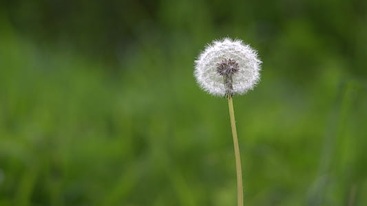 selective focus photography of white dandelion thumbnail