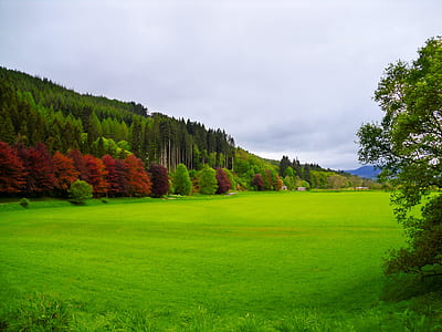 landscape photo of grass field between trees thumbnail