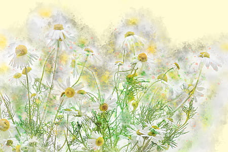 white daisy flowers illustration thumbnail