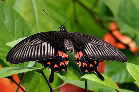 black and red butterfly thumbnail