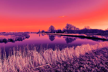 purple crop field with body of water thumbnail